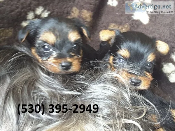 Jkio akcterrier yorkie puppies available
