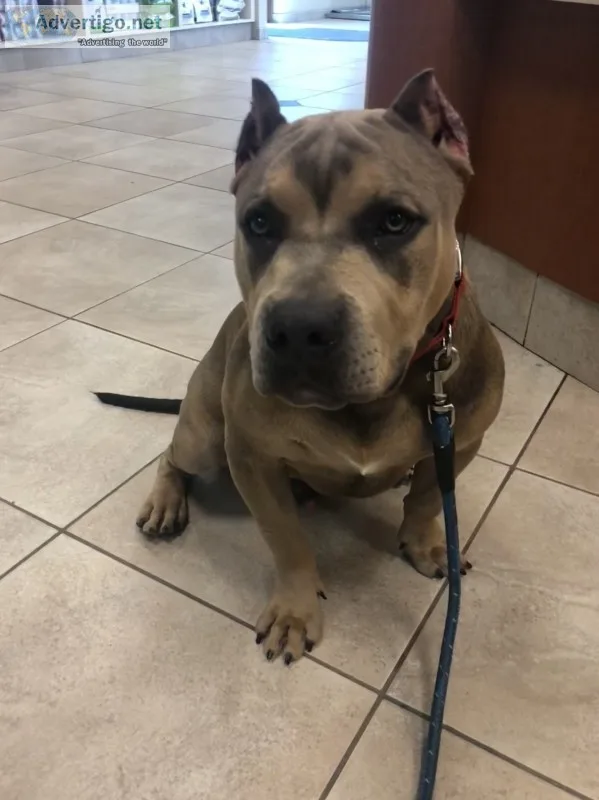 Americans bullyz puppies 