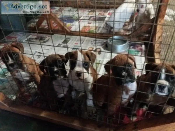 Beautiful kc boxer puppies bobtails and 