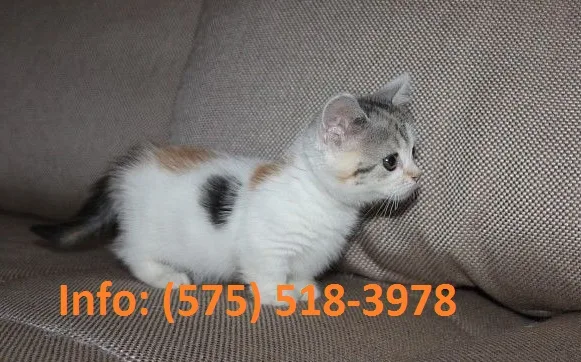 Aqeph munchkin kittens for sale 
