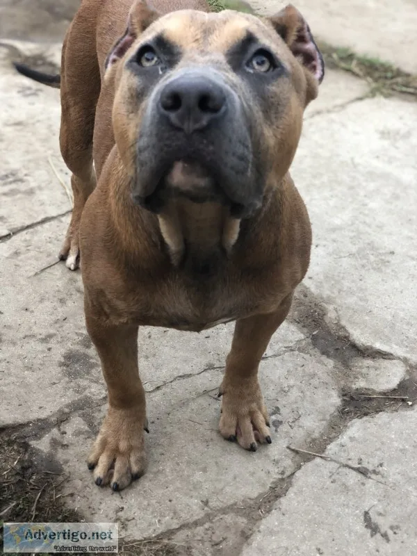Americans bullyz puppies 