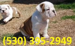 Rfghk english bulldog puppies ready now