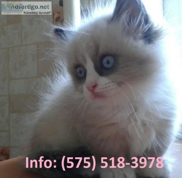 Xksj munchkin kittens for sale