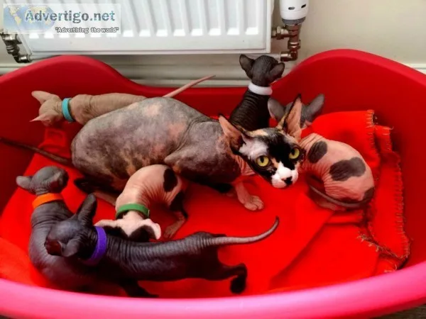 Beautiful don sphynx kitten left