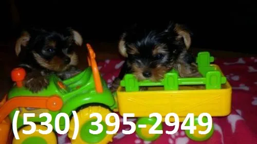 Wasedr terrier yorkie puppies ready now