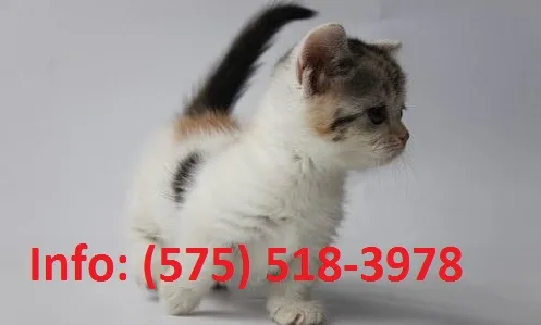 Mtkjs munchkin kittens for sale 