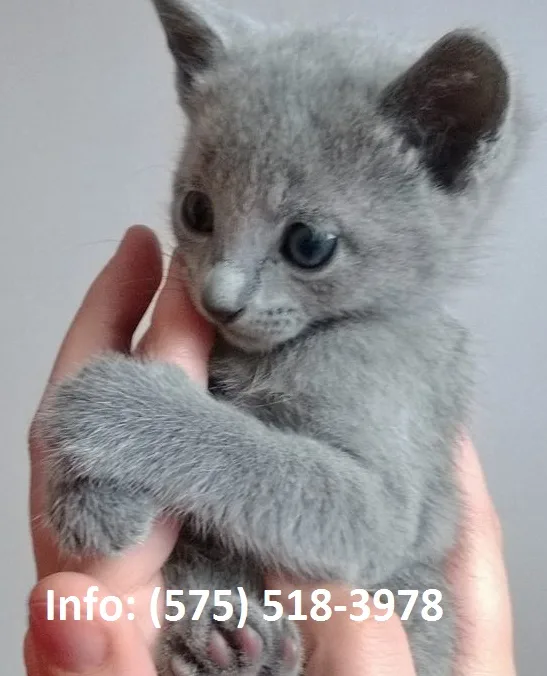 Epglg russian blue kittens for sale 