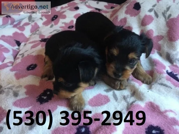 Vbnm akcterrier yorkie puppies available