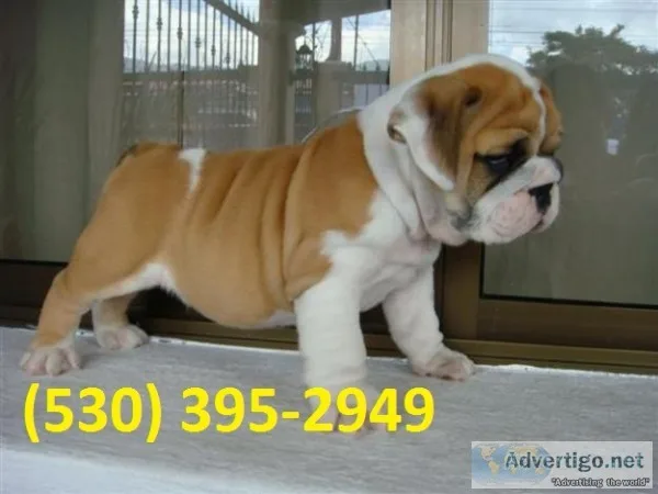 Wvgasd m/f cutty english bulldog puppies