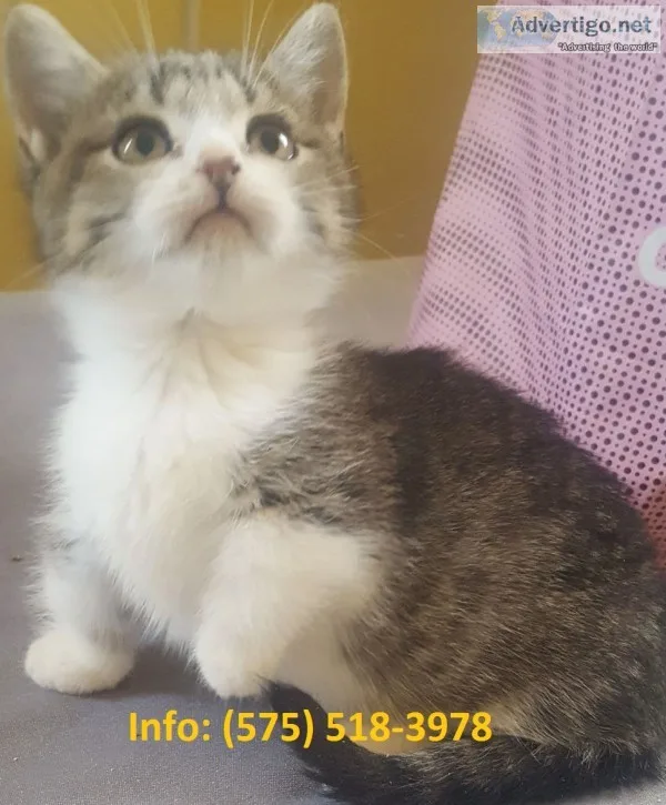 Swqg munchkin kittens for sale
