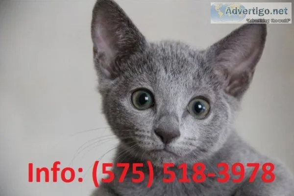 Jtmy russian blue kittens for sale 