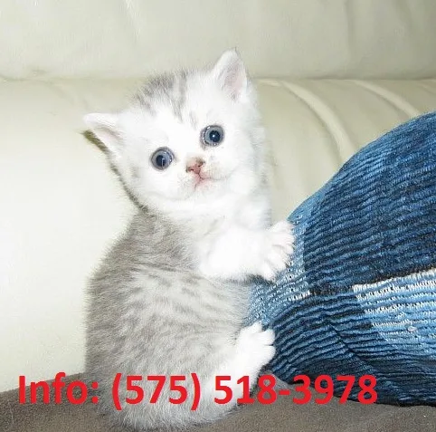 Cdth munchkin kittens for sale 