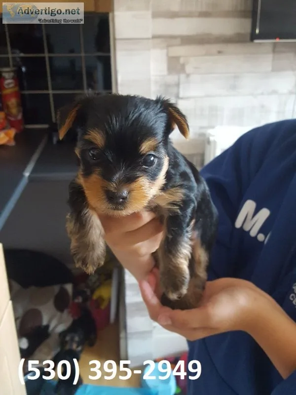 Azgs akcterrier yorkie puppies available