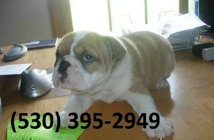 Wsez exceptional english bulldog puppies