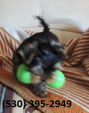 Iklopu terrier yorkie puppies ready now