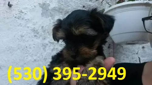 Gbhnjk terrier yorkie puppies ready now