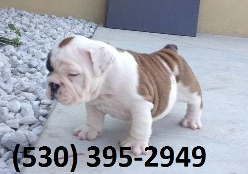 Qaty exceptional english bulldog puppies