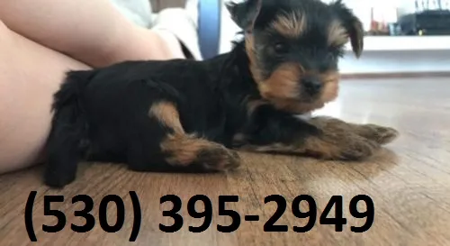Gtyfdh terrier yorkie puppies ready now