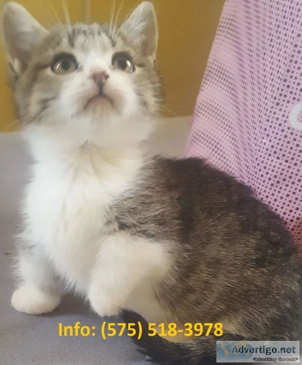 Pdfy munchkin kittens for sale