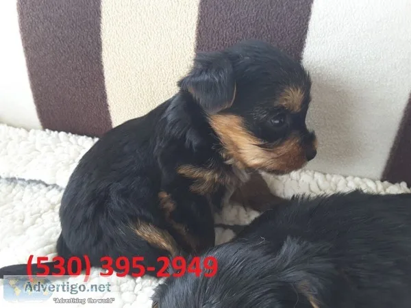 Vhio akcterrier yorkie puppies available