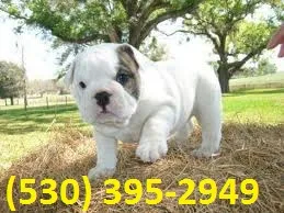 Eibjkd m/f cutty english bulldog puppies