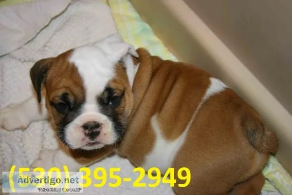 Eikl exceptional english bulldog puppies