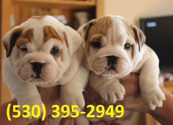 Decr exceptional english bulldog puppies