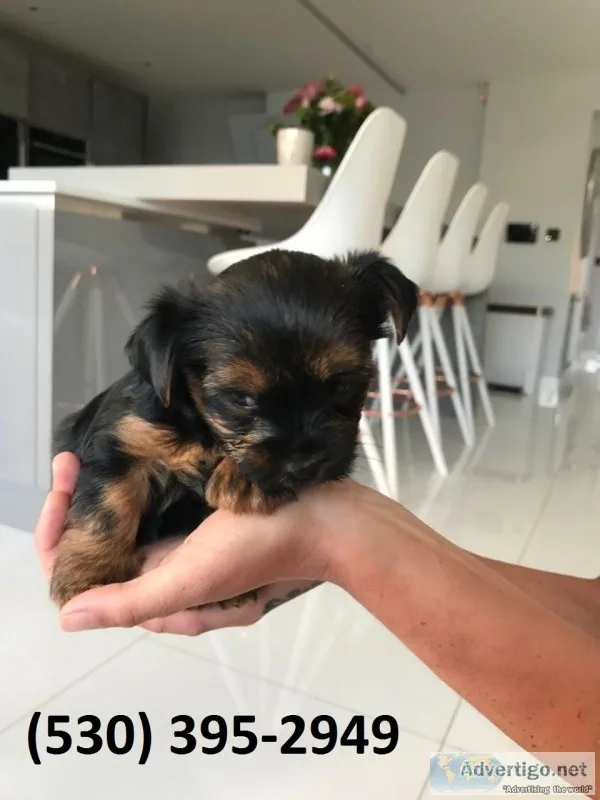 Sazx akcterrier yorkie puppies available