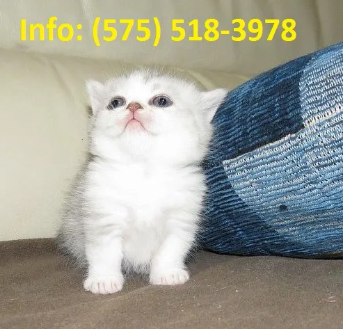 Snrtkj munchkin kittens for sale 