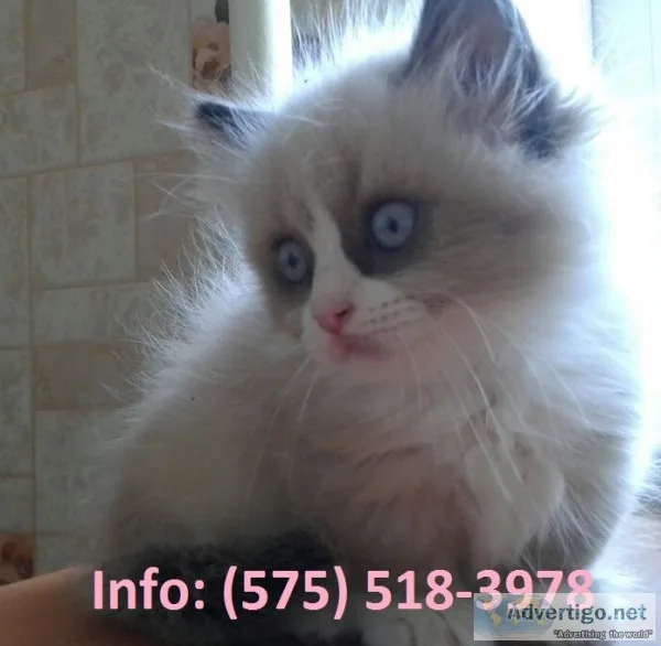 Hnlwa munchkin kittens for sale 
