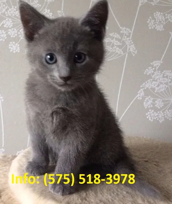 Jgts russian blue kittens for sale 