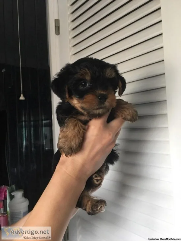 Akc yorkie puppies 12 weeks old, current