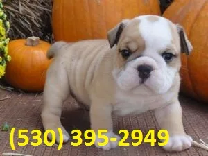 Ikol exceptional english bulldog puppies