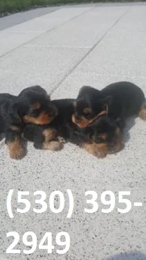 Gyhuji terrier yorkie puppies ready now