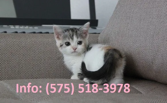 Reflp munchkin kittens for sale 