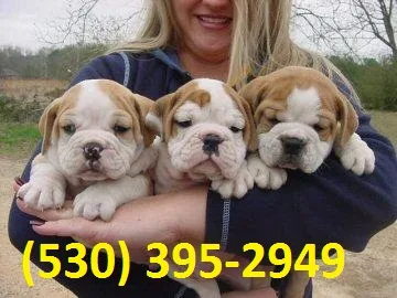 Swik exceptional english bulldog puppies