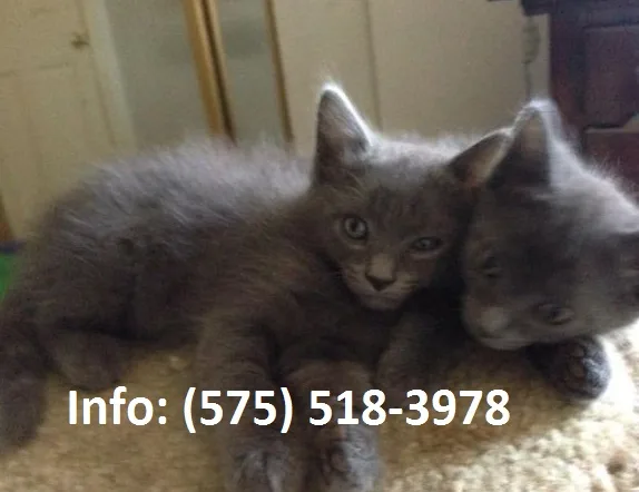 Zeln russian blue kittens for sale 