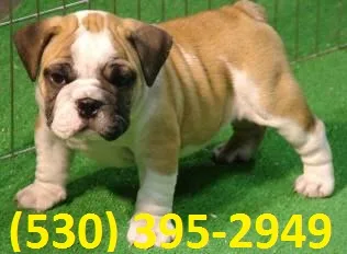 Qaiuc m/f cutty english bulldog puppies