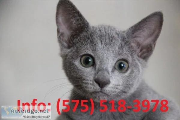Msleo russian blue kittens for sale 
