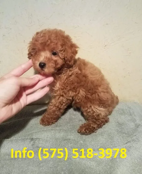 Gpqkd toy poodle puppies for sale 