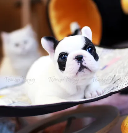 Male & female mini frenchies