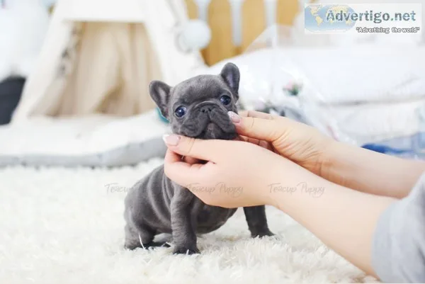 Male & female mini frenchies