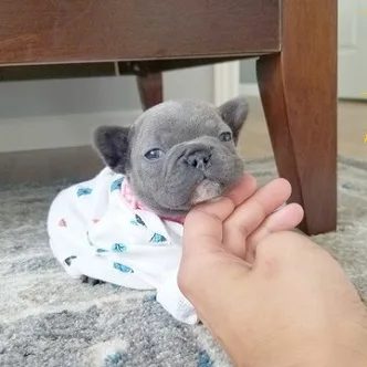 ^ teacup french bulldog pups ready*