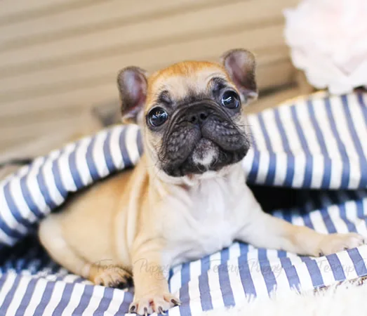 Beautiful male and female frenchies