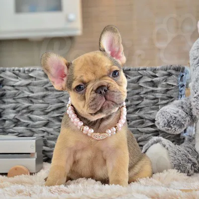 Quality french bulldog puppies for sale