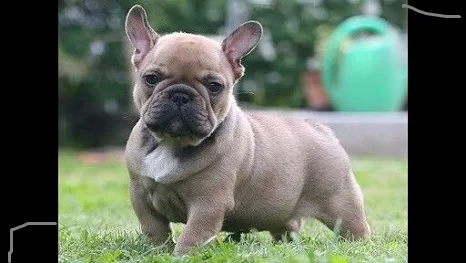 Male and female mini french bulldog pups