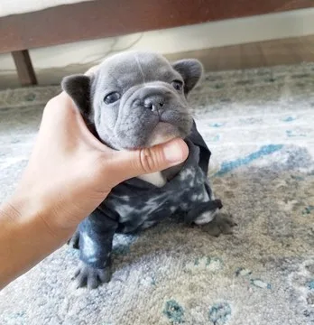 Healthy french bulldog puppies for sale