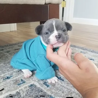 ^ teacup french bulldog pups ready*