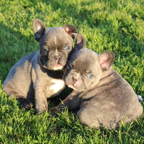 Quality french bulldog puppies for sale