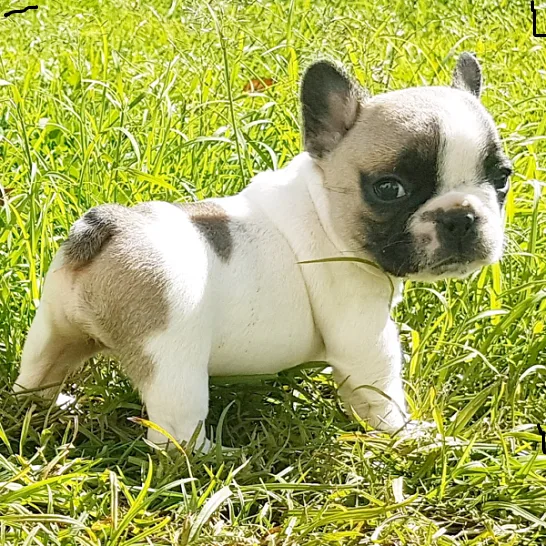 Male and female mini french bulldog pups